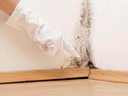 Trusted Westport, IN Mold Removal Experts